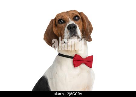 Schöner Beagle-Hund mit roter Fliege, Blick auf die Kamera und sitzt vor weißem Hintergrund Stockfoto