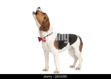 Seitenansicht eines kleinen Beagle-Hundes, der beim Mond heult und mit anderen Hunden kommuniziert Stockfoto