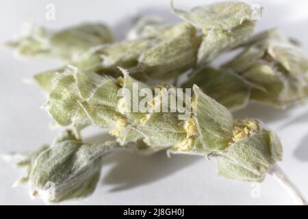 Sideritis syriaca. Bergtee, Kräutertee aus Mälotira-Blüten Stockfoto