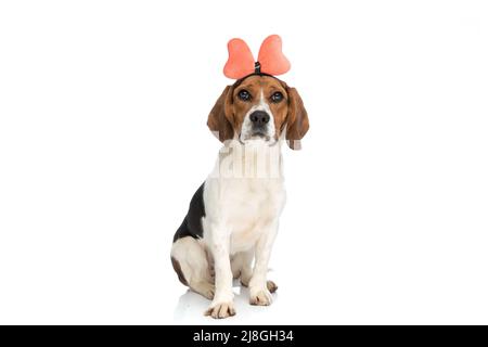 Niedlicher Beagle-Hund trägt ein Stirnband und sitzt vor weißem Hintergrund Stockfoto