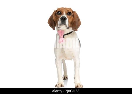 Entzückender Beagle Hund steht vor weißem Hintergrund und posiert mit einer rosa Fliege am Hals Stockfoto