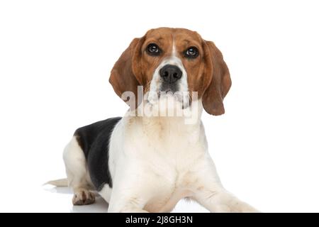 Kleiner Beagle-Hund, der wie ein Boss auf dem Boden liegt und auf weißem Hintergrund auf die Kamera schaut Stockfoto