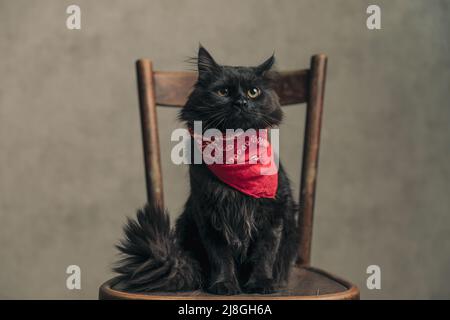 Die süße metis Katze mit schwarzem Fell schaut weg und trägt am Hals ein rotes Bandana gegen die Tapete Stockfoto