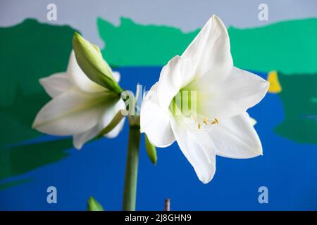 Weiße Amaryllis Hippeastrum mit blau grünen Malerei Hintergrund blühende Zwiebelpflanze im April Frühjahr drinnen in London England UK KATHY DEWITT Stockfoto