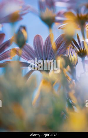 Schöner Blumenhintergrund. Blick von unten auf eine sanfte violette Gänseblümchen in hellen sonnigen Tag. Frisches Kamillenfeld. Schönheit der Natur des Frühlings. Stockfoto