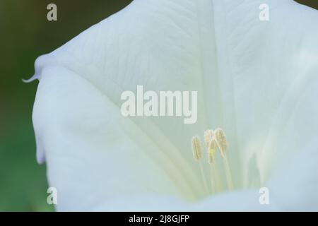 Schöne glockenförmige weiße Blume der Pflanze Datura - lateinischer Name, Datura stramonium. Stockfoto