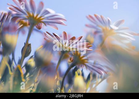 Schöne lila Gänseblümchen Blumen über blauen klaren Himmel Hintergrund. Zartes Wildblumenfeld. Frühlingsblumen. Schönheit und Frische der Natur. Stockfoto