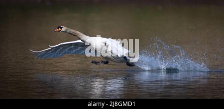 Die stummen Schwäne landen auf dem Wasser und starten. Stockfoto