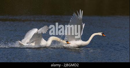 Die stummen Schwäne landen auf dem Wasser und starten. Stockfoto