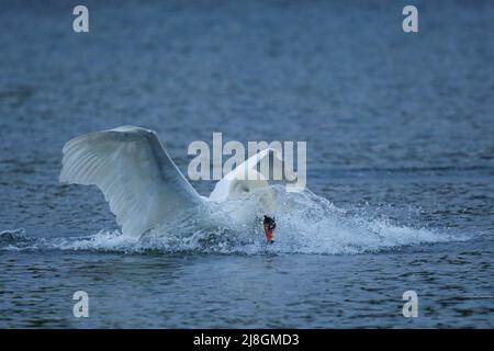 Die stummen Schwäne landen auf dem Wasser und starten. Stockfoto