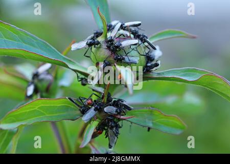 Bibio Marci auf einer Pfingstrose. April oder St. Mark's Fly. Bibio Marci ernährt sich vom Nektar der Blumen. Stockfoto