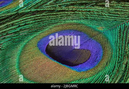 Nahaufnahme Makrofoto von Peacock Feather Green und Blue Detailed Feather Pattern. Stockfoto