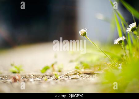 Weiße Gänseblümchen Blume durch den Betonweg, selektiver Fokus, Sonnenlicht Stockfoto