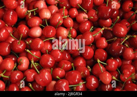 Draufsicht auf Bio-roten und rosa Kirschen Hintergrund. Haufen von geernteten frischen und leckeren Frühlingsfrüchten auf einem Straßenmarkt, Basar in Manisa, Türkei. Stockfoto