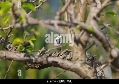 Birnenzweig im Frühling, bedeckt mit jungen Blättern und Blüten. Im Dickicht der Äste sieht man einen wilden Vogel, eine graue Bachstelze. Stockfoto