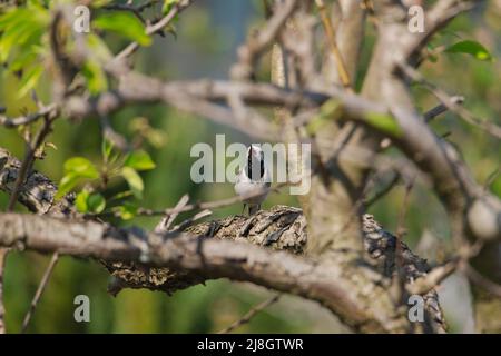 Birnenzweig im Frühling, bedeckt mit jungen Blättern und Blüten. Im Dickicht der Äste sieht man einen wilden Vogel, eine graue Bachstelze. Stockfoto