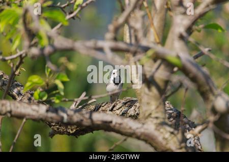 Birnenzweig im Frühling, bedeckt mit jungen Blättern und Blüten. Im Dickicht der Äste sieht man einen wilden Vogel, eine graue Bachstelze. Stockfoto