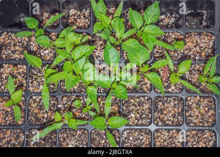 Grüne Sämlinge, die am frühen Morgen wachsen, Kapstadt, Südafrika Stockfoto