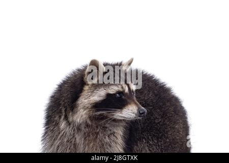 Kopfschuss des niedlichen Raccoon aka procyon lotor. Blick auf die Seite, die Profil zeigt. Isoliert auf weißem Hintergrund. Stockfoto