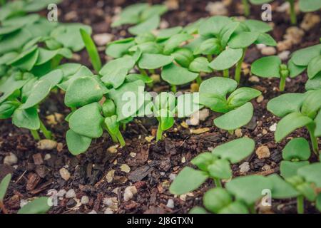 Grüne Sämlinge, die am frühen Morgen wachsen, Kapstadt, Südafrika Stockfoto