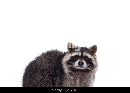 Kopfschuss des niedlichen Raccoon aka procyon lotor. Blick auf die Kamera mit süßen niedlichen Augen. Isoliert auf weißem Hintergrund. Stockfoto