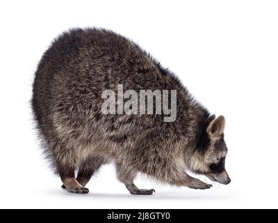 Ganzkörperaufnahme von niedlichem Raccoon aka procyon lotor, Seitenwege zu Fuß. Wegschauen von der Kamera. Isoliert auf weißem Hintergrund. Stockfoto