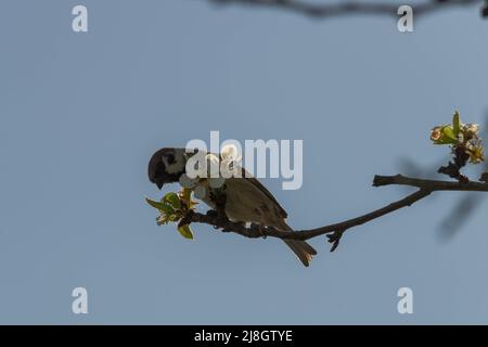 Birnenzweig im Frühling, bedeckt mit jungen Blättern und Blüten. Ein Futterspatzen sitzt auf einem Ast. Im Hintergrund sieht man einen wolkenlosen Himmel. Stockfoto
