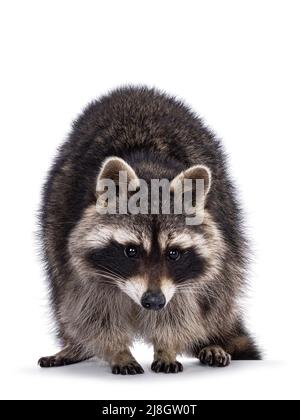 Kopfaufnahme des niedlichen Raccoon aka procyon lotor, der nach vorne zeigt. Blick auf die Kamera. Isoliert auf weißem Hintergrund. Stockfoto