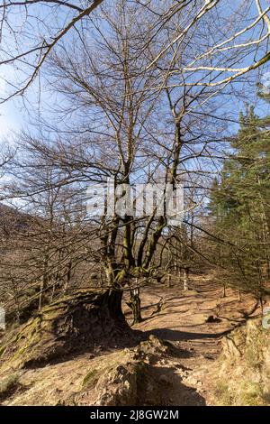 Weg zwischen den Buchen im naturpark urkiola an einem Wintertag Stockfoto