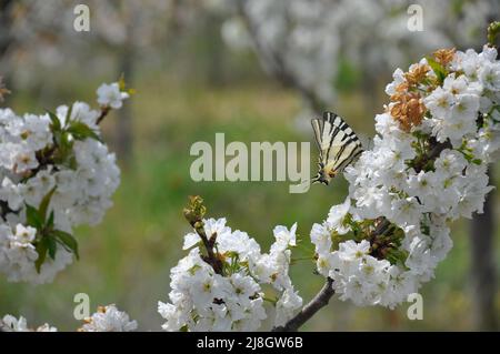 Kirschblüten, schöner Frühling napoleons Kirschblüten mit Papilio podalirius oder einem seltenen Schwalbenschwanzschmetterling auf den weißen Blüten. Stockfoto