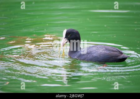 Gewöhnlicher Schwarzer Ruß, der in einem Teich schwimmend ist, Gattung Fulica, Wasservögel in Europa, Vogelbeobachtung in der Natur Stockfoto