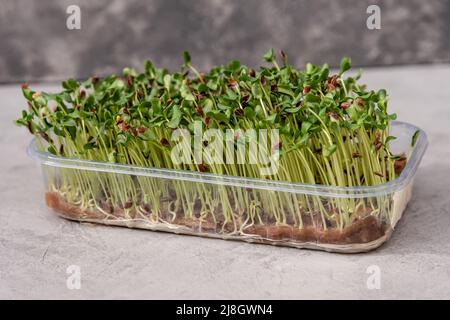 Anbauen von Micro Greens zu Hause. Blatt und Triebe einer grünen Pflanze Stockfoto