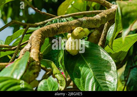 Frucht des Malaiischen Rosenapfels. Syzygium malaccense. Sansibar, Tansania Stockfoto
