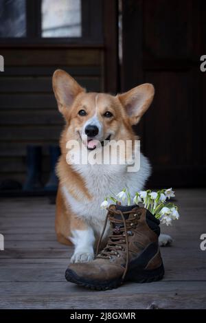 Der charmante rote Welsh Corgi pembroke sitzt in einem alten Trekkingstiefel in der Nähe von weißen Frühlingsschneeglöckchen für Reisen auf dunklem Grund Stockfoto
