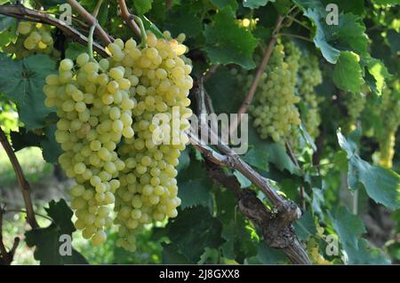Sultana-Trauben, Trauben von frischen grünen türkischen Sultana-Trauben ohne Samen im Weinberg mit Weinblättern und Zweigen in Manisa, Türkei. Selektiver Fokus. Stockfoto