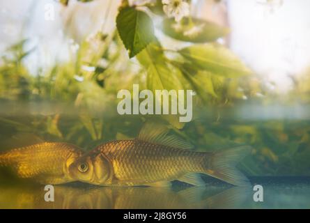 Fische im flachen Wasser inmitten von Grün, Unterwasserwelt Stockfoto