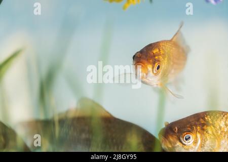 Fische betrachten die Kamera, Unterwasserwelt Stockfoto