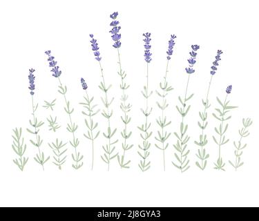 Set aus Lavendelblüten-Elementen. Botanische Abbildung. Sammlung von Lavendelblüten auf weißem Hintergrund. Vektorgrafik-Paket. Stock Vektor