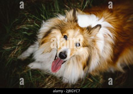 Der Hund sieht den Besitzer mit einem verrückten Blick und einer hervorstehenden Zunge an Stockfoto