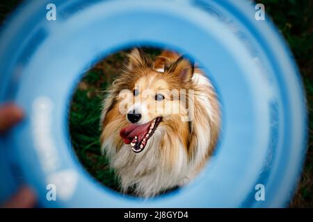 Der Hund sieht den Besitzer mit verrücktem Interesse durch die fliegende Scheibe an Stockfoto