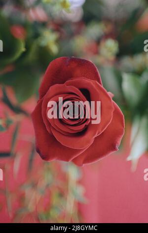 Draufsicht auf schöne rote Rose. Stockfoto