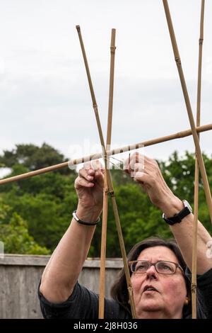 Frau, die Bohnenstangen in ihrem Gemüsegarten festbindet oder in Norfolk eine Zuteilung gibt. Stockfoto