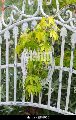 Acer Palmatum Katsura. Japanische Ahornblätter kommen durch einen Metallgartensitz. VEREINIGTES KÖNIGREICH Stockfoto