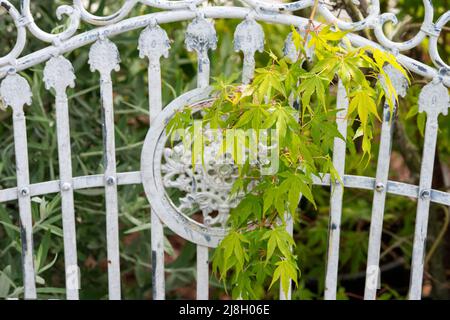 Acer Palmatum Katsura. Japanische Ahornblätter kommen durch einen Metallgartensitz. VEREINIGTES KÖNIGREICH Stockfoto