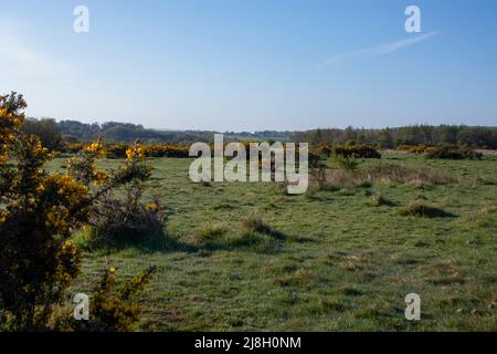 Blick über das Daisy Hill Nature Reserve, County Durham an einem klaren Frühlingsmorgen Stockfoto