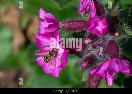 Eupeodes corollae Schwebefliege auf roter Campion-Blume Stockfoto