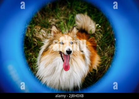 Der Hund sieht den Besitzer mit verrücktem Interesse durch die fliegende Scheibe an Stockfoto