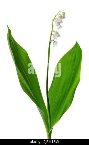 Maiglöckchen isoliert auf weißem Hintergrund. Convallaria Blumen und Blätter Stockfoto