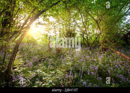 Wildes bewachsenes Waldgebiet mit Blauhöllen und Bäumen in der Morgendämmerung. Sonnenaufgang im Frühling durch die Waldlandschaft Stockfoto