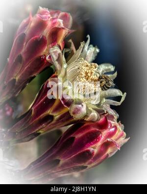Eine Biene bestäubt den Anonther-Kaktus, indem sie auf ihrer Blume landet Stockfoto